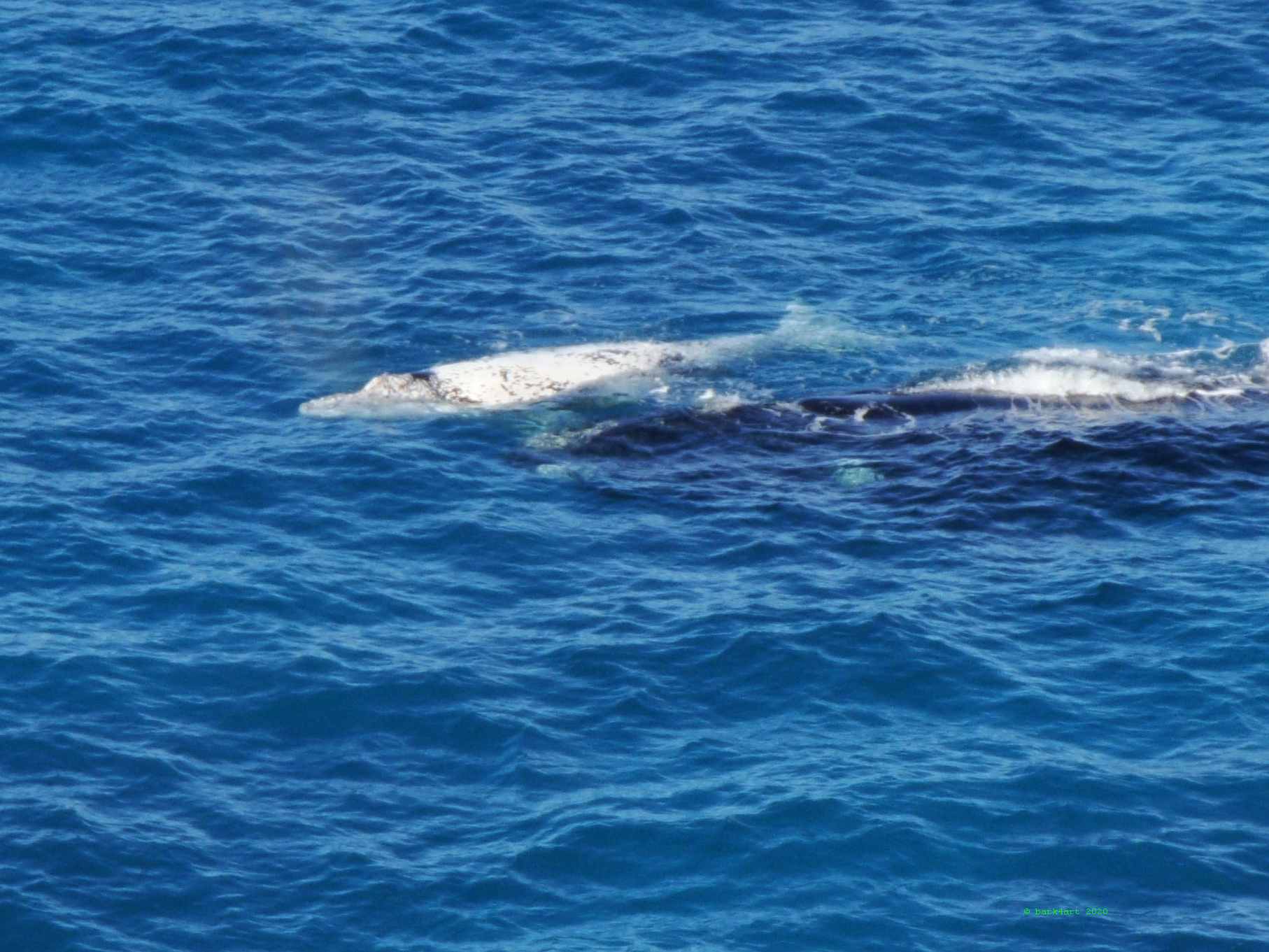 art de TREEomphe - Southern Right Whales, Head Of Bight, South Australia