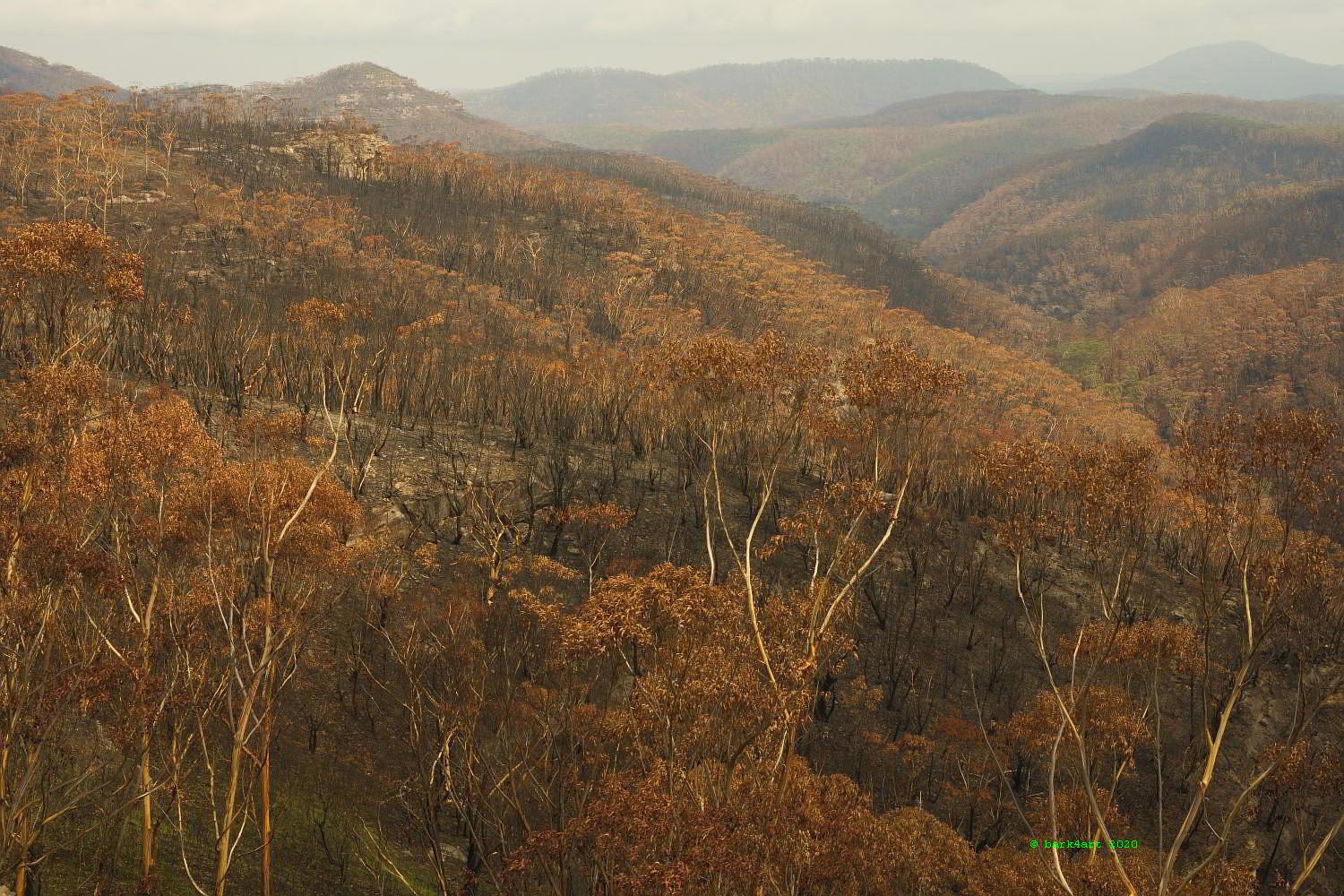 art de TREEomphe - Blue Mountains National Park Fire Devastation (11)