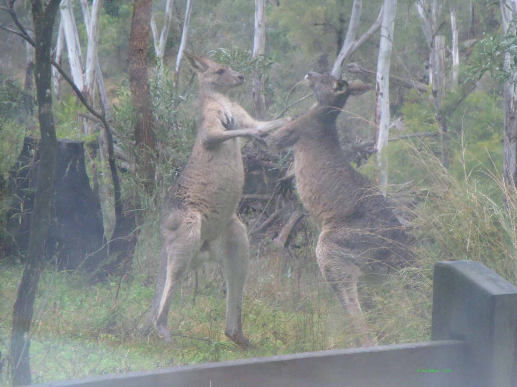 art de TREEomphe - Boxing Kangaroo's From Car Window, QLD