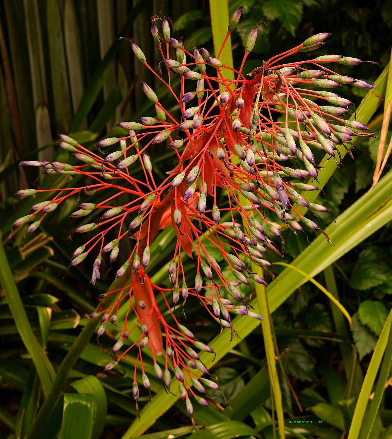 art de TREEomphe - Tropical Flower, Sydney Harbour Botanic Garden