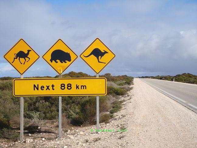 art de TREEomphe - Nullabor Highway, South Australia - Animal Obstacles